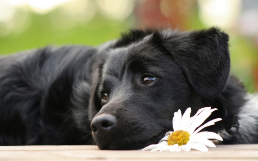 black-lab-puppy-wallpapers