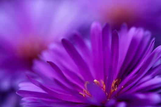 Purple-flower-closeup-wallpaper_6742