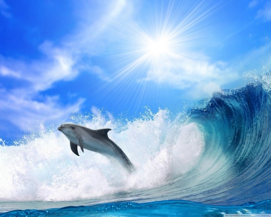 playing_dolphin-wallpaper-1280x1024