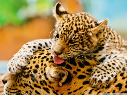 jaguar_cub_and_mother-wallpaper-1024x768