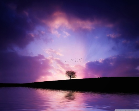 tree_sunset-wallpaper-1280x1024