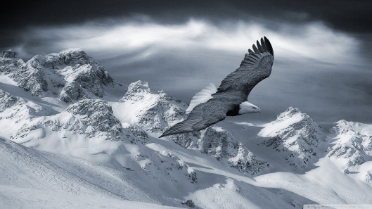 bald_eagle_flying_over_mountains-wallpaper-1920x1080