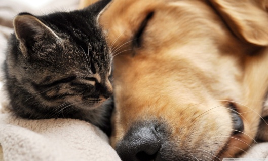 cat_and_dog_friendship-wallpaper-1280x768