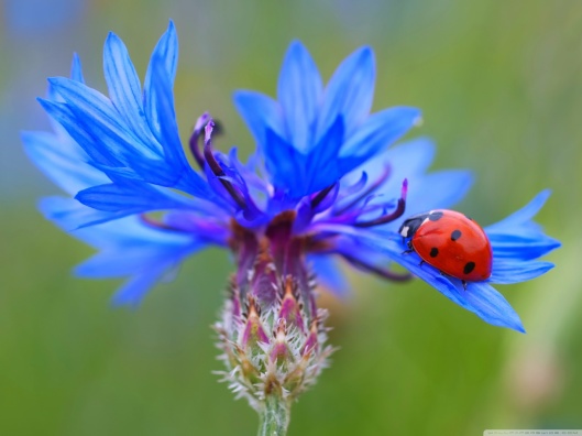 ladybug_on_a_blue_cornflower_plant-wallpaper-1280x960