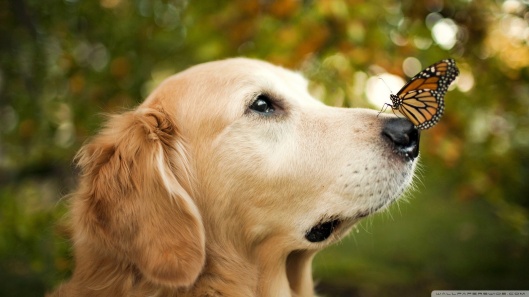 a_dog_and_a_butterfly-wallpaper-1920x1080
